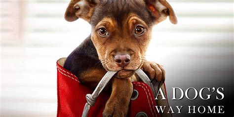 Check spelling or type a new query. A DOG'S WAY HOME - Audio Review - Double Toasted