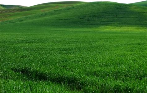 Vast Expanse Of Green Grass Hd Picture Free Stock Photos In Image Format  Size 5184x3888