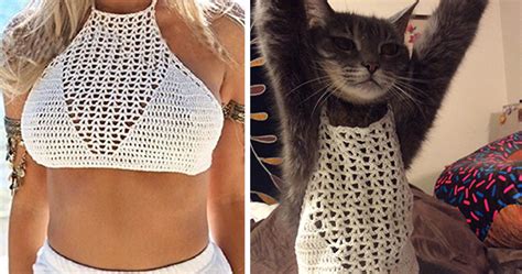 This is a list of the oldest cats in the world, listed by reported age, all of whom have attained the minimum age of 25 years. Mom Dresses Cat In Daughter's New Bra Top To Show How ...