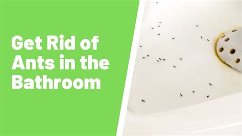 Ants Near The Toilet How To Get Rid Of Ants In The Bathroom Youtube