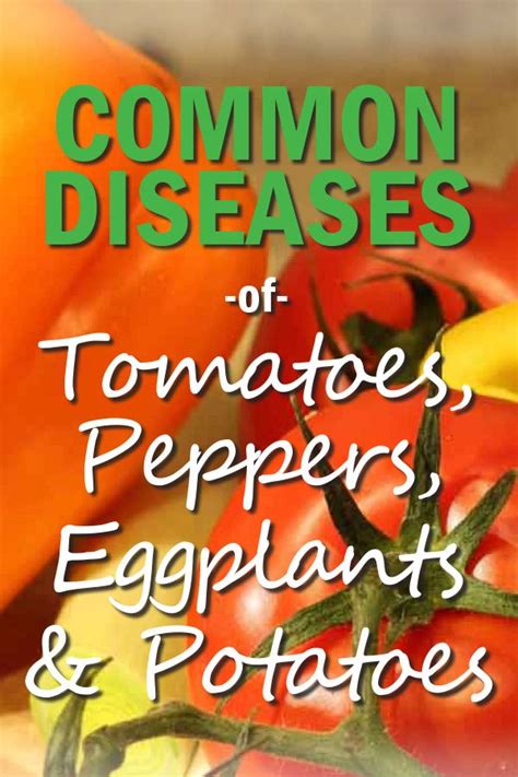 How To Control Common Tomato Pepper Eggplant And Potato Diseases