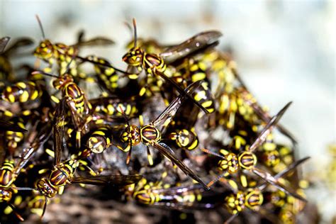 Wasps Swarm Stock Photos Pictures And Royalty Free Images Istock