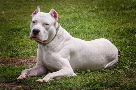 What Is A Dogo Argentino And How To Take Good Care Of It