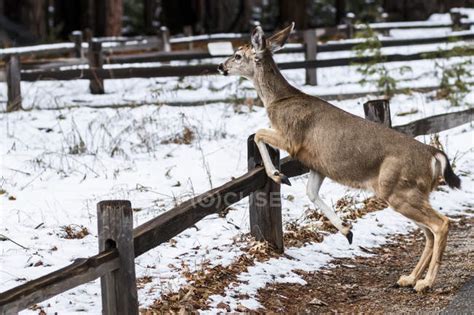 Mule Deer Odocoileus Hemionus Jumping A Fence In Yosemite Valley