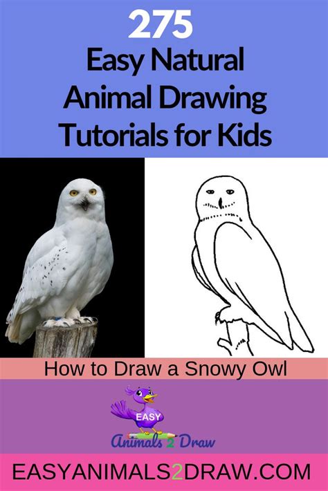 How To Draw A Snowy Owl Step By Step Tutorial For Kids Owls Drawing