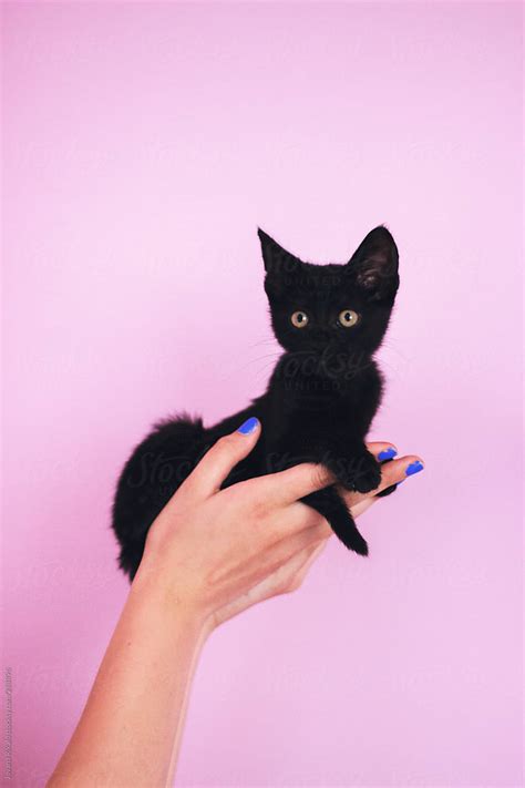 Black Kitten In Womans Hands By Stocksy Contributor Jovana Rikalo