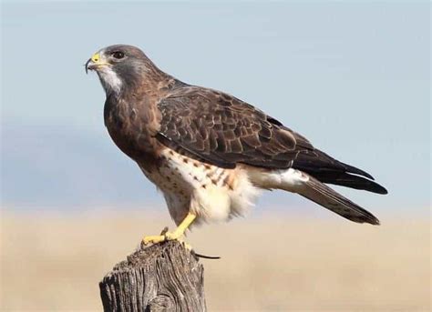 Hawks In Missouri 7 Species With Pictures Wild Bird World
