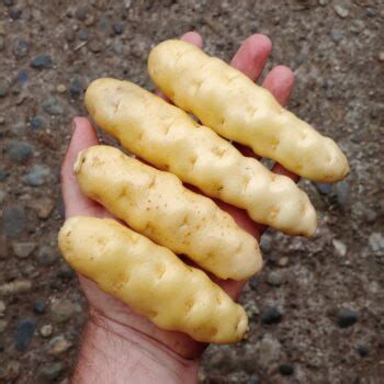 The ozette is one of the tastiest of all fingerlings. Potato, Ozette - Cultivariable