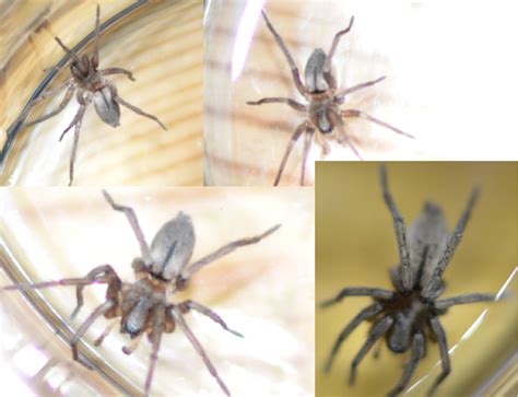 Basement bugs use nearby brush and debris as bridges from their natural outdoor environment into your home. Found a few of these spiders in the basement, Alberta ...