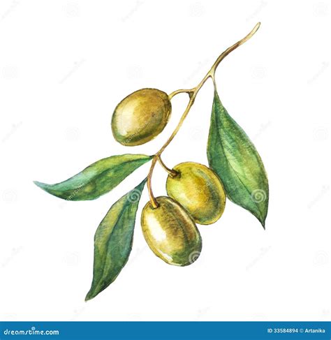 Olive Branch Vector Illustration 7000502