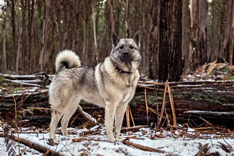 Norwegian Elkhound Dog Breed Information And Characteristics