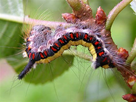 Horned Caterpillar Flickr Photo Sharing