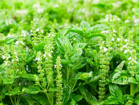 When To Harvest Basil Properly Rooted