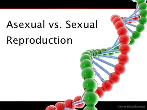 Asexual Vs Sexual Reproduction