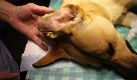 Aural Hematoma In Dogs Diagnosis And Treatment Petcoach