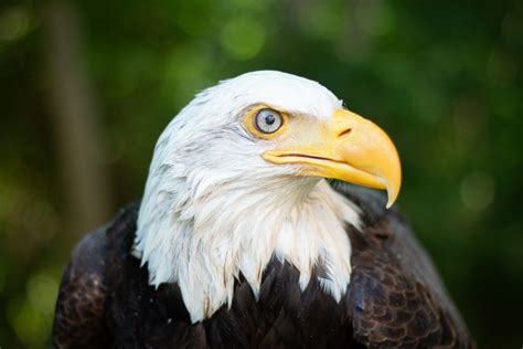 Meet Our Birds American Eagle Foundation