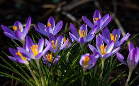Crocus Wallpapers Pictures Images