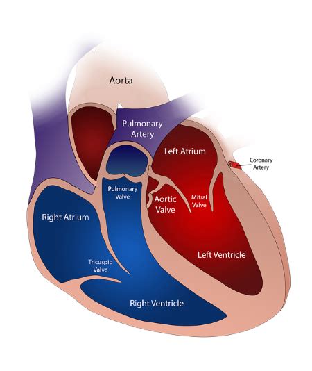 Pulmonary Artery Function Anatomy And Location Lesson