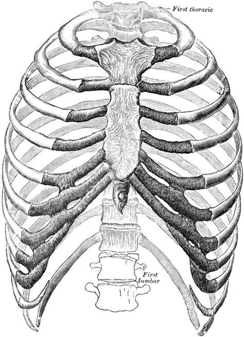 Ventral View Of Thorax Clipart Etc