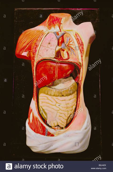 Das vektorbild innere organe des menschlichen körpers. Medizin, Anatomie, innere Organe, exposit für Bildung ...