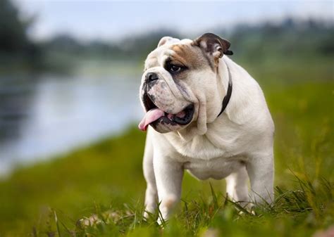 Top 10 Best Dog Breeds For Families Petguide