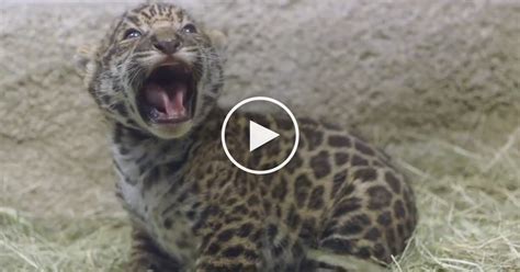 This Jaguar Mom Introduces Her Newborn Baby Jaguar The