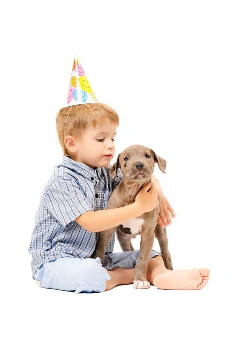 pitbull del cucciolo e del ragazzo del dato un presente al compleanno immagine stock immagine