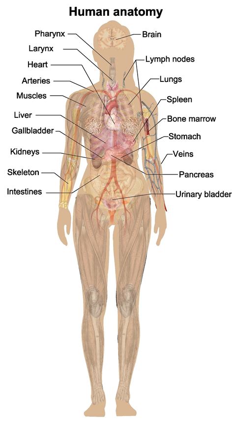 Chart Of Female Anatomy