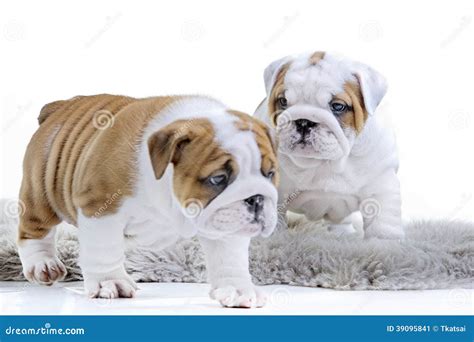 Cute English Bulldog Dog Puppy Stock Image Image Of Purebred Lying