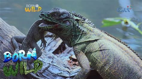 Born to be Wild: Philippine sailfin lizards in Misamis ...