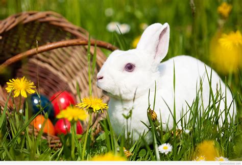 Hope you have a wonderful easter, filled with chocolate, sunshine, and bunnies. Happy Easter bunny wallpapers and quotes