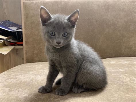 Russian Blue, russian blue kittens ready for new home., Cats, for Sale