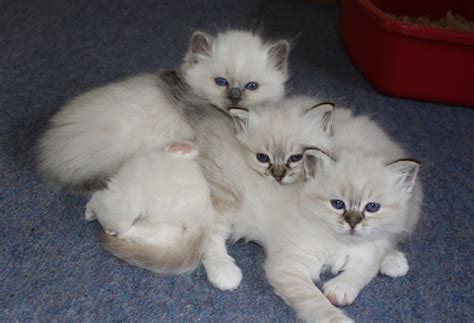Are You Interested In Pets Beautiful Birman Babies For Amazing Pet