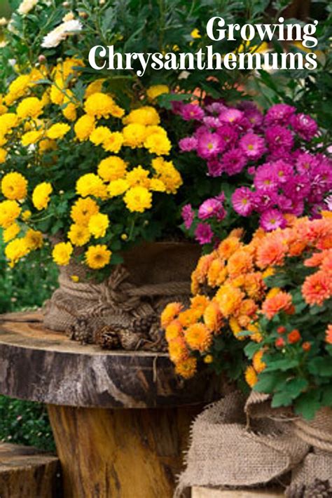 Mums The Word Growing Chrysanthemums Container Plants Large Flower