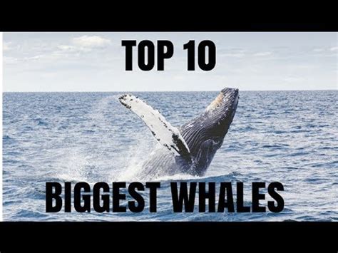 Top 10 Biggest Whales In The World Video Dailymotion