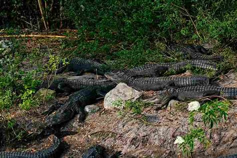 Where Do Alligators Live Swamp Fever