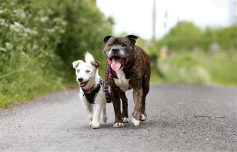 These two abandoned dogs need a new home together - because one acts as