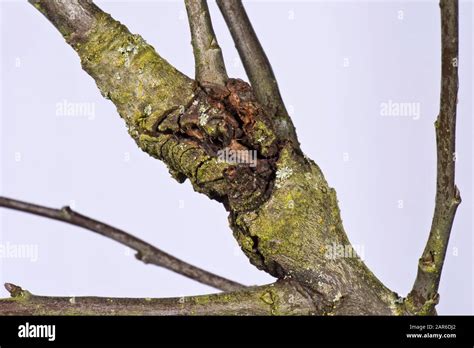 Apple Canker Neonectria Ditissima Lesion In A Branch Of An Old