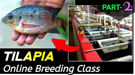 Tilapia Online Breeding Class [part 2] তেলাপিয়া প্রজনন পদ্ধতি Tilapia Farming Monosex