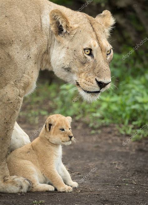 Lioness Protecting Cubs Lioness Protecting Her Cub Tanzania — Stock