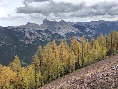 Larch Trees On The First Day Of Fall Castle Provincial Park Alberta