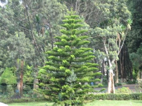 What A Perfect Christmas Tree Ethiopia Ethiopia