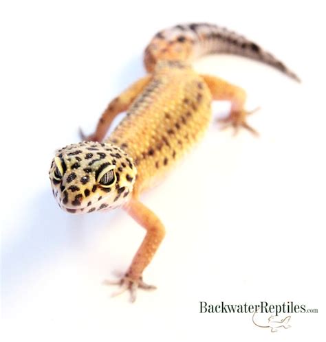 Leopard Gecko Lifespan