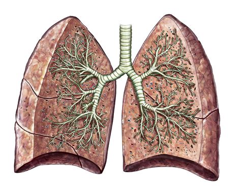 Lungs Photograph By Asklepios Medical Atlas Pixels The Best Porn Website