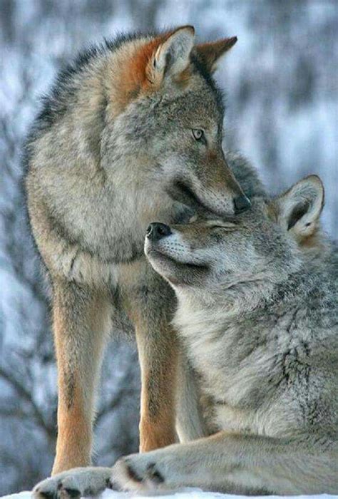 Pin Von Edeltraud Petlusch Auf Fantastic Wolves Tier Wolf Wolf Hunde