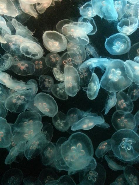 Free Images : underwater, jellyfish, blue, pink, macro photography