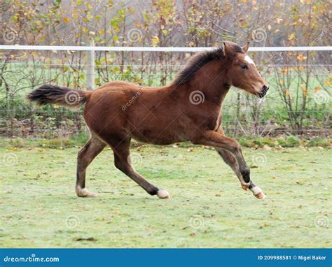 Galloping Foal Stock Image Image Of Pretty Summer 209988581