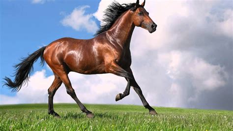 Amazing Galloping Horses 1080p Hd Youtube