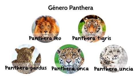 Zoogeografía Del Género Panthera By Iria Alonso Comesaña On Prezi