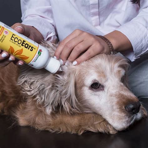 Ecoears Dog Ear Cleaner Infection Formula 4 Or 8 Oz Bottle Dog Ear